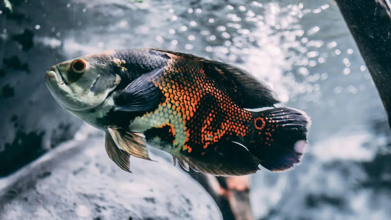Warna Ikan Oscar