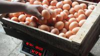 Pekerja menimbang telur ayam di salah satu peternakan kawasan Pengasinan, Bogor, Selasa (28/12/2021). Menurut peternak setempat, dua hari terakhir harga telur ayam ras di tingkat peternak mulai mengalami penurunan dari Rp30 ribu menjadi Rp28 per kilogram. (merdeka.com/Arie Basuki)