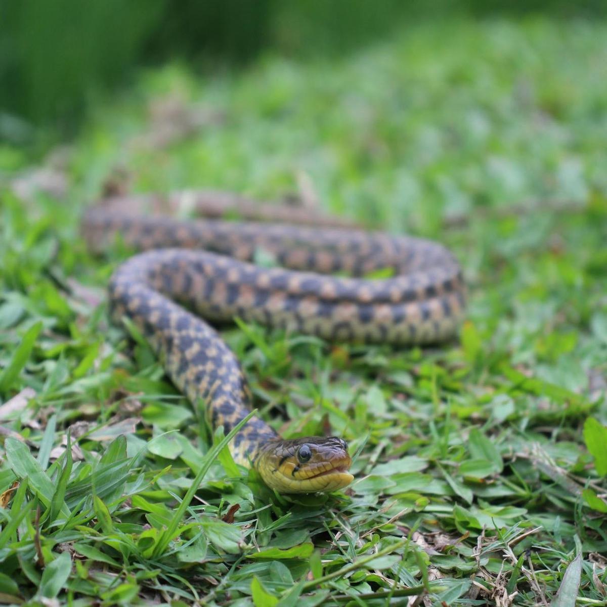 Ular