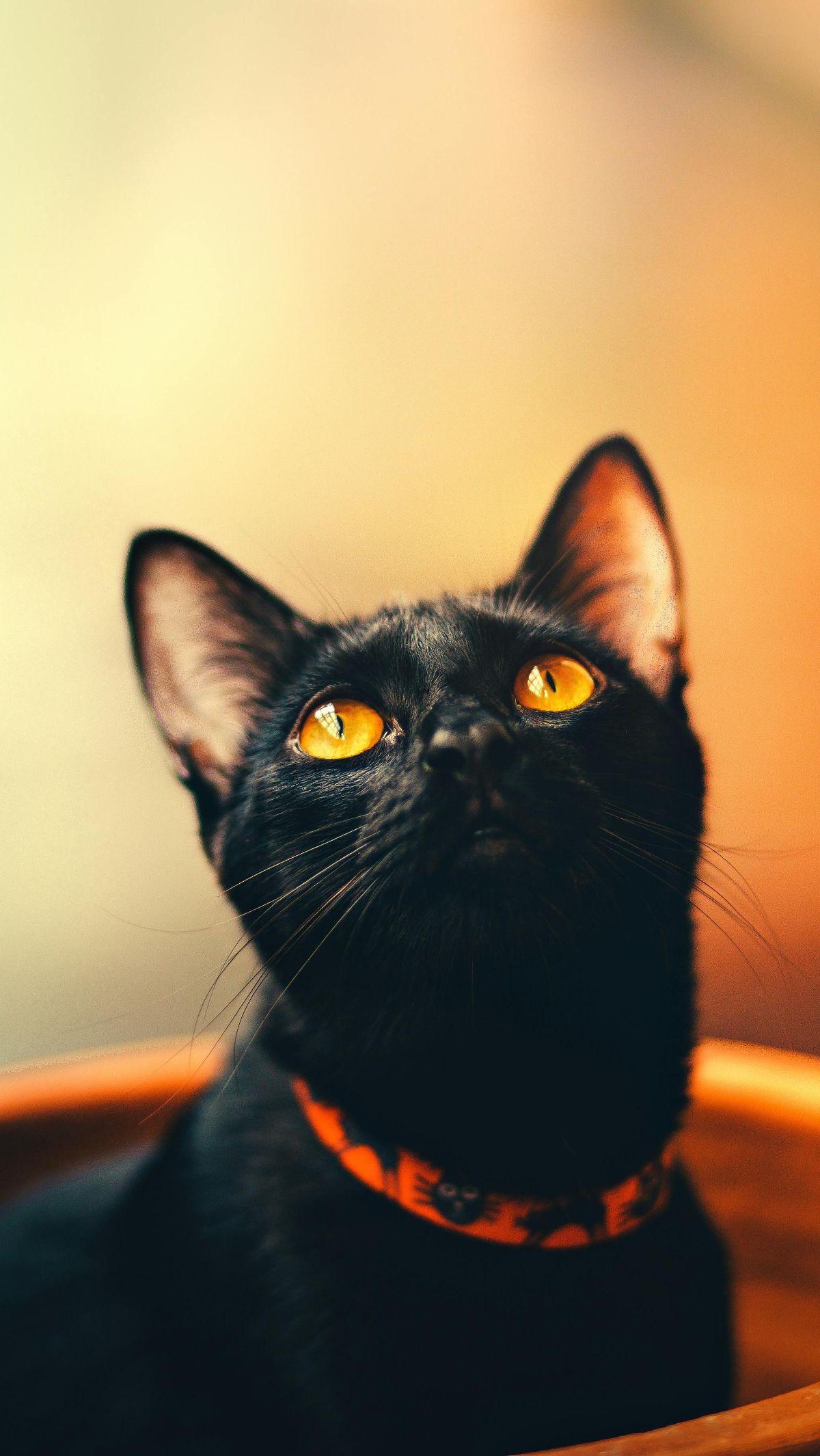 <b>Kucing  Warna Hitam</b>