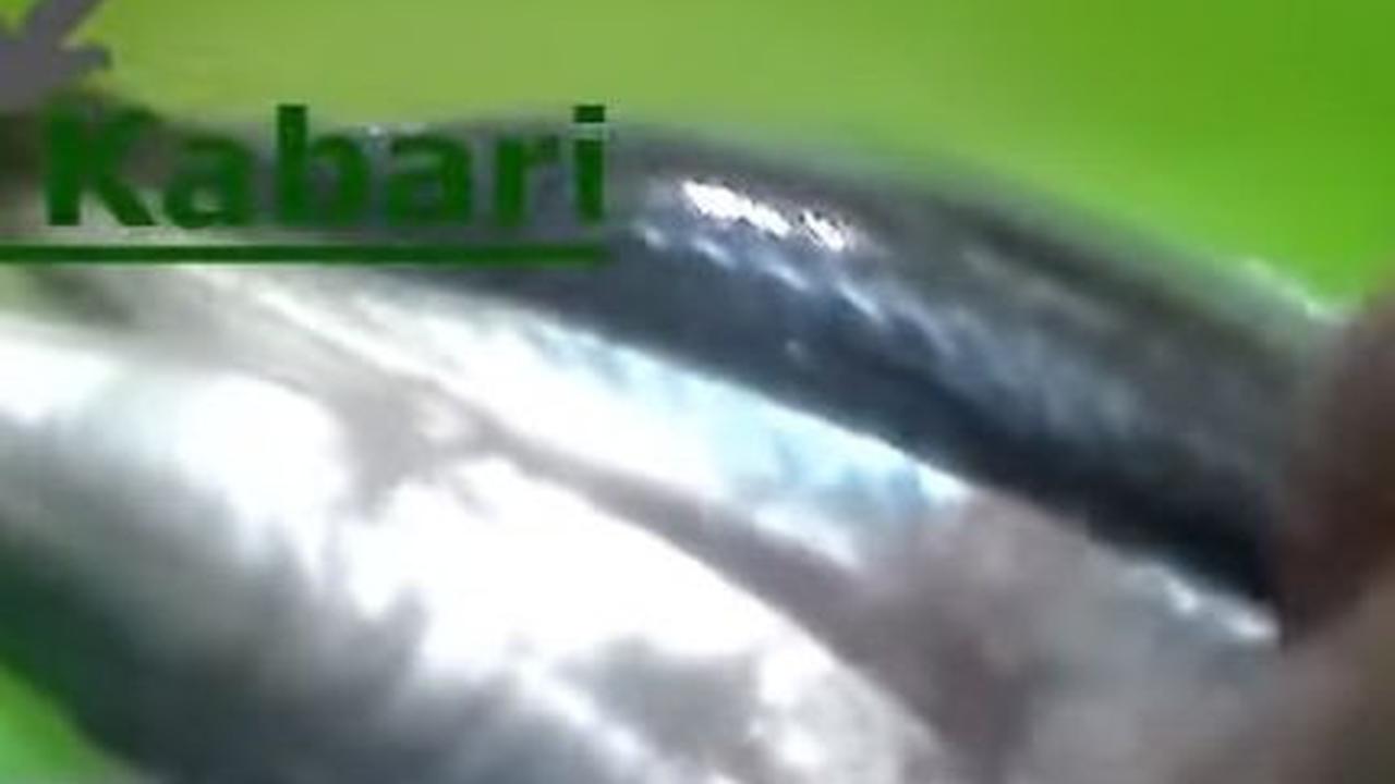 Cuci Ikan Kembali