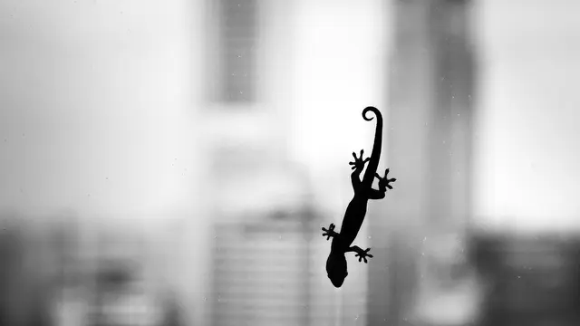 Cicak (Foto: Unsplash)