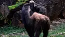 Gorila dataran rendah barat, Lou Lou menggendong anaknya terlihat di Kebun Binatang Belo Horizonte, Brasil pada 14 Oktober 2019. Bayi gorila langka yang lahir  8 Juli 2019 ini merupakan keturunan keempat spesies dataran rendah barat yang sangat terancam punah. (DOUGLAS MAGNO/AFP)