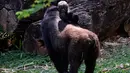Gorila dataran rendah barat, Lou Lou menggendong anaknya terlihat di Kebun Binatang Belo Horizonte, Brasil pada 14 Oktober 2019. Bayi gorila langka yang lahir  8 Juli 2019 ini merupakan keturunan keempat spesies dataran rendah barat yang sangat terancam punah. (DOUGLAS MAGNO/AFP)