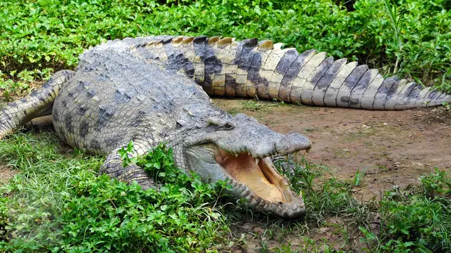 Binatang Buas Buaya