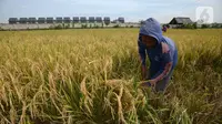 Petani memanen padi dari Sawah Abadi di kawasan Ujung Menteng, Jakarta, Rabu (23/2/2022). Padi hasil panen tersebut tidak dijadikan beras, tapi dijadikan benih untuk dibagikan kepada kelompok tani yang ada di wilayah Jakarta. (merdeka.com/Imam Buhori)