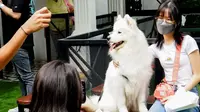 Metropawllys di Medan, Kafe Unik dengan Konsep Pet Friendly Bagi Para Pecinta Anjing