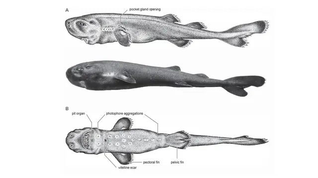 Pocket shark atau hiu saku