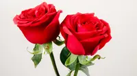 Rose Quotes: Finding Beauty Through Roses and Thorns