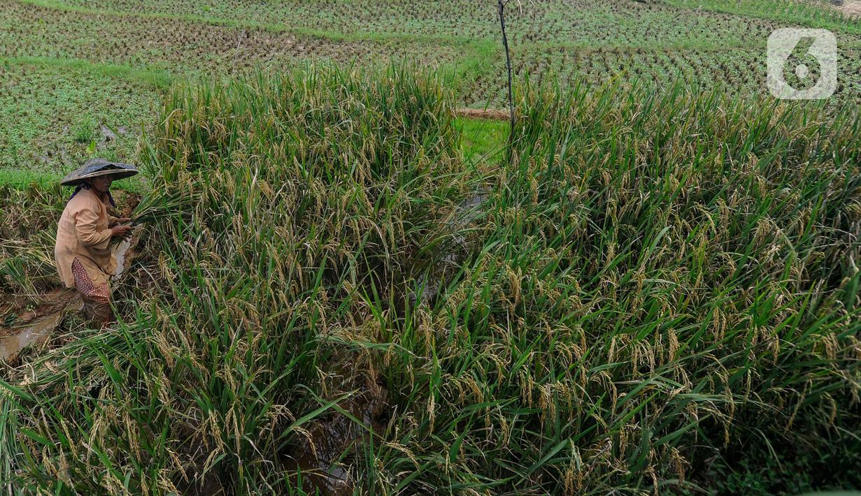 Harga Beras di Penggilingan Mulai Turun
