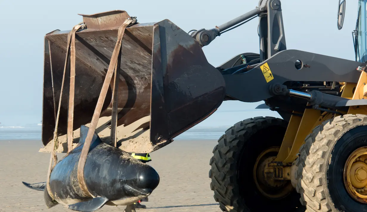 Petugas menggunakan alat berat untuk mengevakuasi paus pilot di Pantai Calais, Prancis, Senin (2/11). Enam dari 10 paus ditemukan sudah mati terdampar di pantai, sedangkan empat paus berhasil diselamatkan dan dikembalikan ke laut. (AFP/ Denis Charlet)
