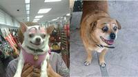 Potret anjing pakai makeup (Sumber: Boredpanda)