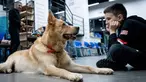 Seekor anjing bernama Nike terlihat sedang mengikuti sesi terapi anjing di Kyiv, Ukraina, Kamis, 26 Oktober 2023. (AP Photo/Roman Hrytsyna)