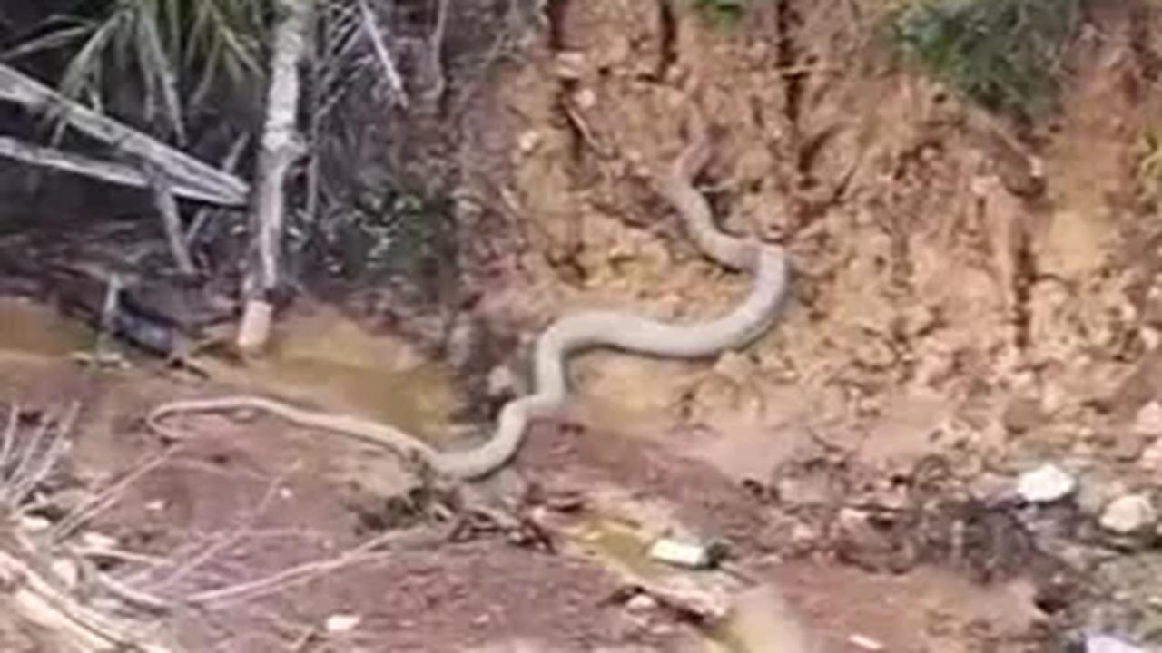 "Mati itu kalau kena patuk ular itu," tegas pria tersebut.