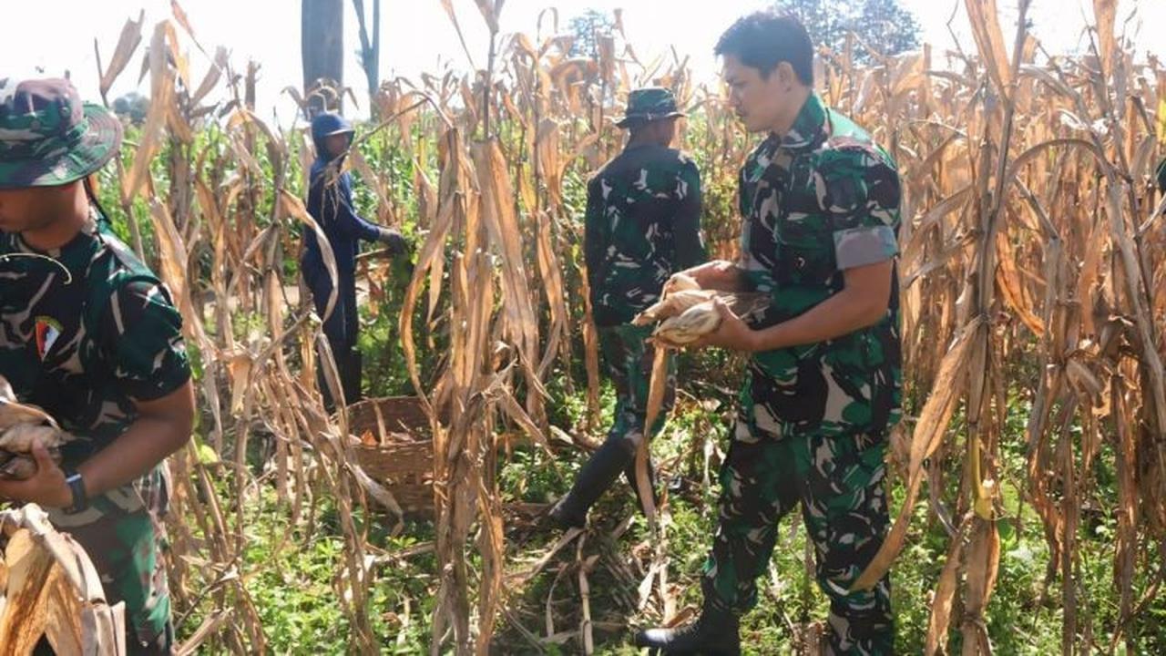 Sinergi TNI dan Petani Sukseskan Panen Raya Jagung Kediri dalam TMMD ke-127