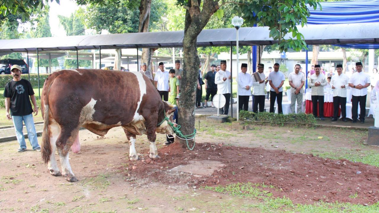 Dua Warga Dilarikan ke Rumah Sakit Gara-Gara Disepak Sapi Kurban, Begini Kronologinya