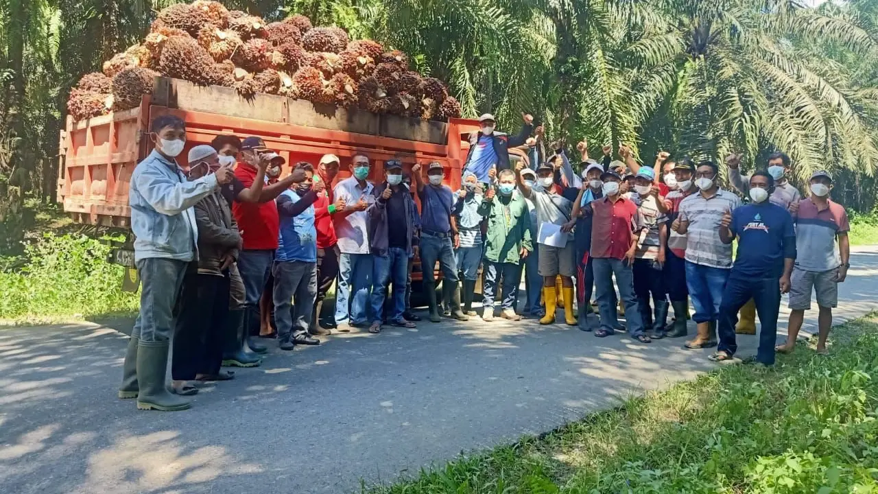 Menuai Manfaat Kelapa Sawit Lewat Kerjasama dengan Petani