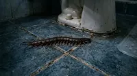 Cara Mengatasi Kelabang yang Muncul di Kamar Mandi Saat Musim Hujan, Terbasmi sampai Kecoa-Kecoanya