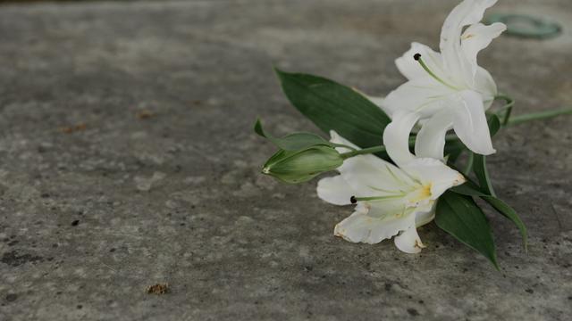 Ilustrasi bunga lili