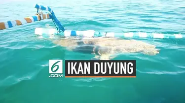 Festival memanggil ikan duyung di Alor, Nusa Tenggara Timur. Melalui seorang pawang, duyung atau ikan dugong liar muncul kepermukaan air laut. Ikan duyung itu pun mengikuti apa yang diperintah oleh sang pawang.