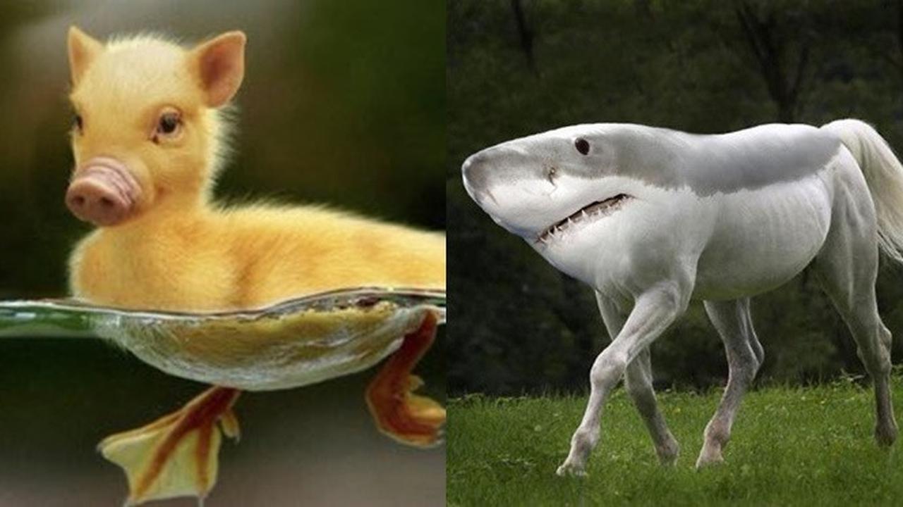 7 Foto Editan Hewan Ini Nyeleneh Banget, Bikin Bingung