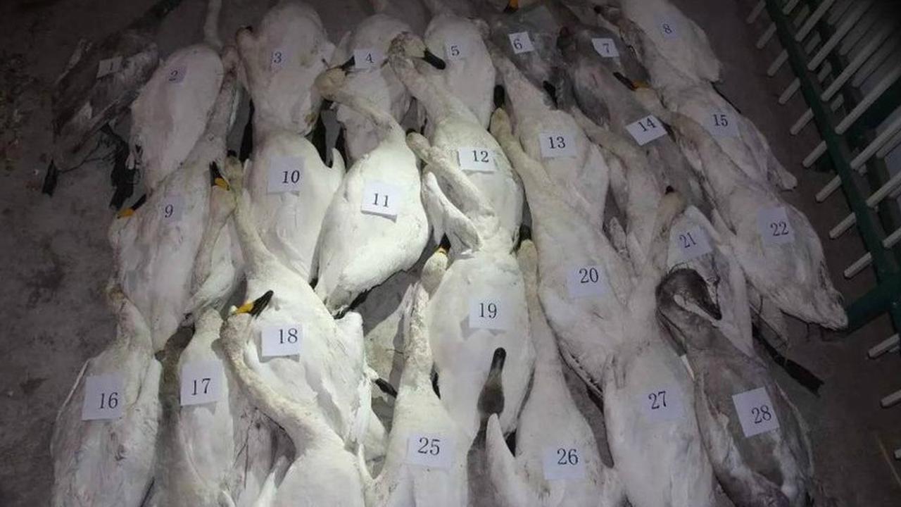 Angsa yang mati di Danau Hongtu di Mongolia