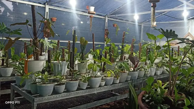 Salah satu jenis tanaman hias Alocasia dengan ciri berbunga rhizomatous dan berdaun lebar dari keluarga Araceae dari Sulut berhasil diekspor ke Jerman.