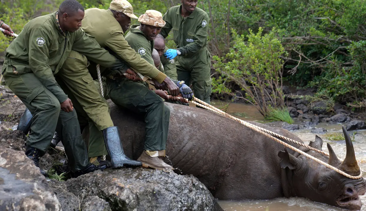 Penjaga Satwa Liar Kenya dan tim penangkap mengeluarkan seekor badak hitam yang dibius dari air di Taman Nasional Nairobi, Kenya Selasa (16/1/2024). Kenya telah memulai proyek relokasi 21 badak hitam yang terancam punah. (AP Photo/Brian Inganga)