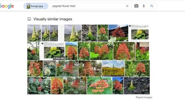 Hasil penelusuran Google Image bunga