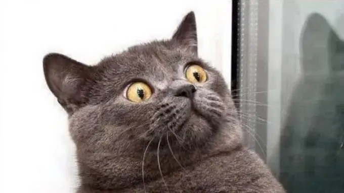 Wajah Kocak Tak Tertandingi Saat Kucing Sedang Sial