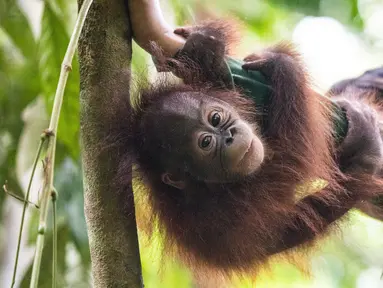 Foto pada 22 Mei 2018, seorang staf bermain dengan salah satu orangutan yatim piatu di Sekolah Hutan Orangutan yang baru dibuka di Kalimantan Timur. Sekolah tersebut didirikan Organisasi kesejahteraan satwa internasional Four Paws. (HO/FOUR PAWS/AFP)