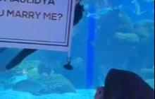 Mengira Hanya Diajak Makan Romantis sambil Lihat Ikan, Wanita Ini Kaget saat Dilamar Kekasih