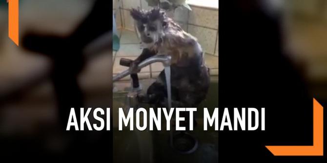 VIDEO: Viral, Lucunya Monyet Mandi Sambil Sabunan di Wastafel