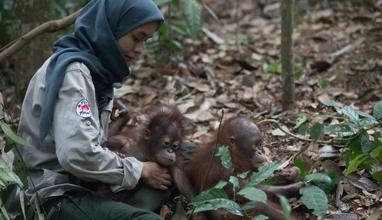 Staf bermain dengan salah satu orangutan yatim piatu di Sekolah Hutan yang baru dibuka di Kalimantan Timur, 22 Mei 2018. Para orangutan adalah korban dari industri perkebunan kelapa sawit, pembalakan hutan, dan pertambangan batubara. (HO/FOUR PAWS/AFP)