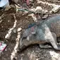 Diduga babi ngepet diamankan warga RT 2/RW 4, Kelurahan Bedahan, Kecamatan Sawangan, Kota Depok. (Sumber: Merdeka)