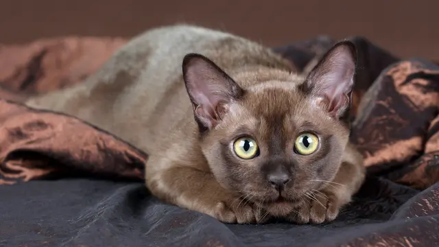 Dari Sphynx sampai Ragdoll, Ini Jenis Kucing Ras Paling Ramah dan Penyayang