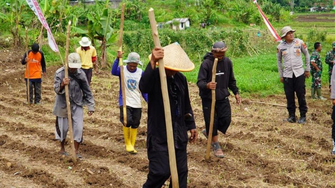 Polres Tasikmalaya Tanam Jagung Serentak di 22 Hektare Lahan, Dukung Swasembada Pangan 2026