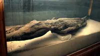 Beberapa mumi hewan berikut ini pernah membuat geger masyarakat yang menemukannya