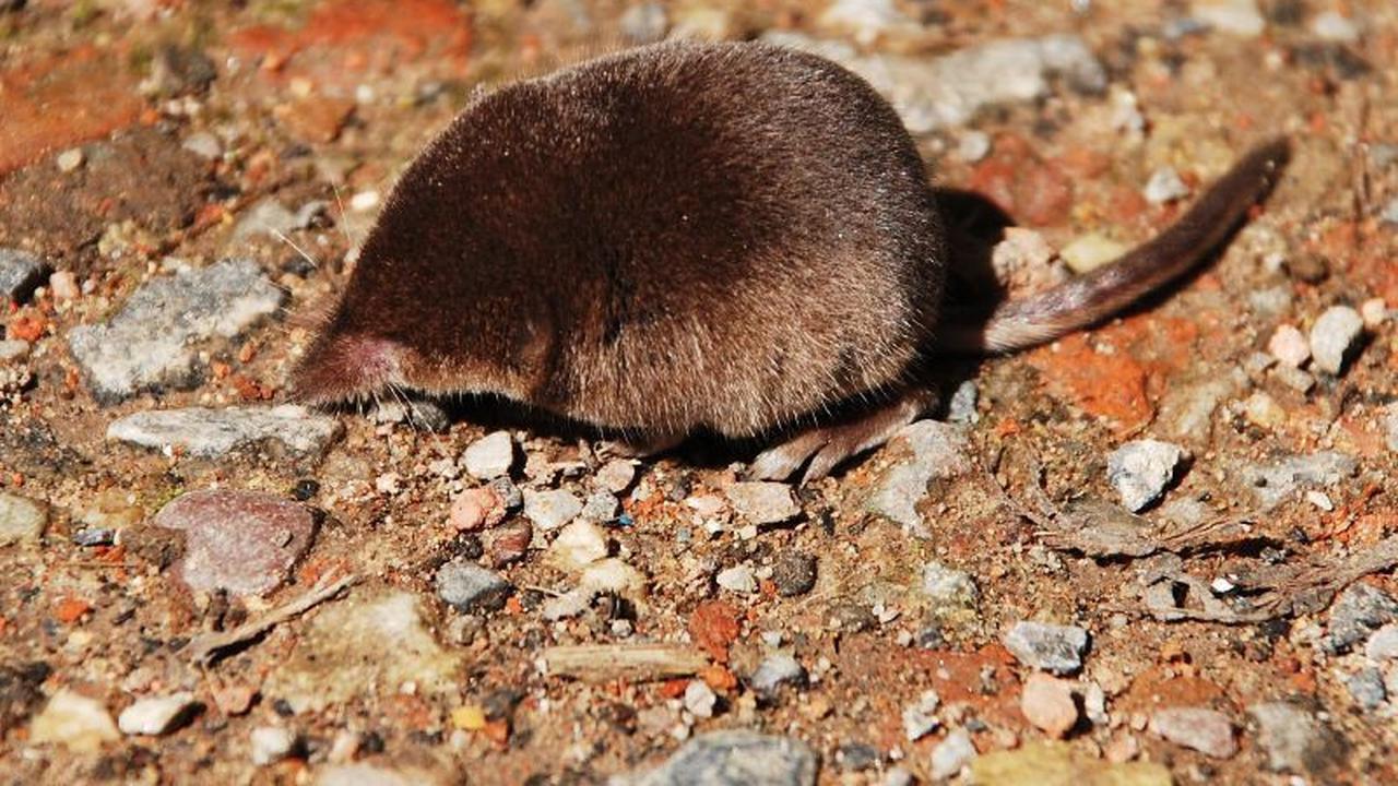 6. Tikus Kerdil