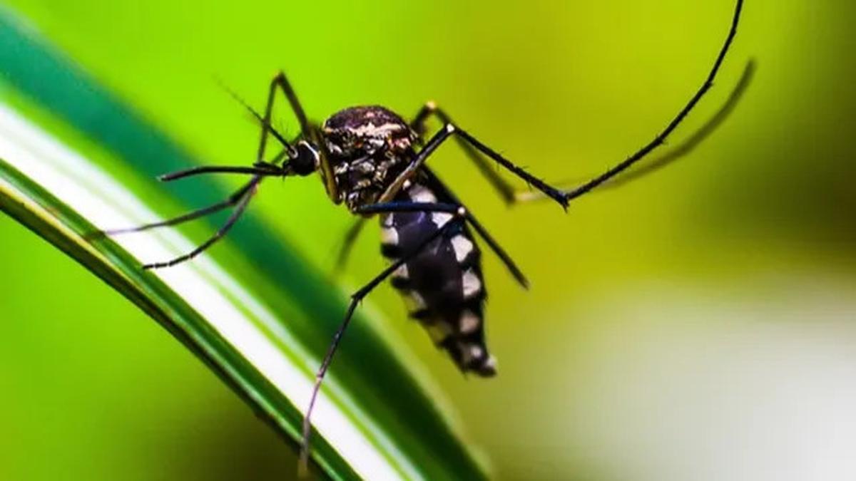 Kemenkes Gandeng Global Fund untuk Eliminasi Malaria, Tekankan Pentingnya Kerja Sama Regional