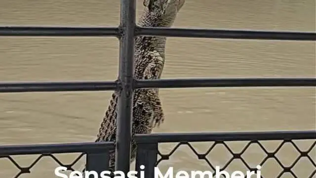 Bukan kangguru maupun koala, hewan paling terkenal di Northern Territory Australia ternyata adalah buaya. Reptil itu bahkan kini menjadi salah satu atraksi wisata andalan yang kerap membuat wisatawan penasaran. Atraksi bernama Jumping Croc Cruise itu...