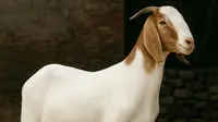 5 Tips Aman Penderita Hipertensi Mengonsumsi Daging Kambing saat Idul Adha 2025