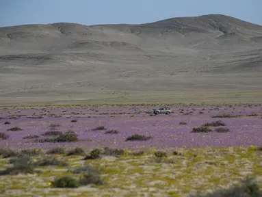 Bunga-bunga bermekaran di gurun Atacama, utara Santiago, Chile, Rabu (13/10/2021). Pada musim hujan yang sangat lebat, fenomena alam yang dikenal sebagai gurun yang berbunga terjadi, membuat benih dari 200 tanaman gurun tiba-tiba berkecambah sekitar dua bulan setelah hujan. (MARTIN BERNETTI/AFP)