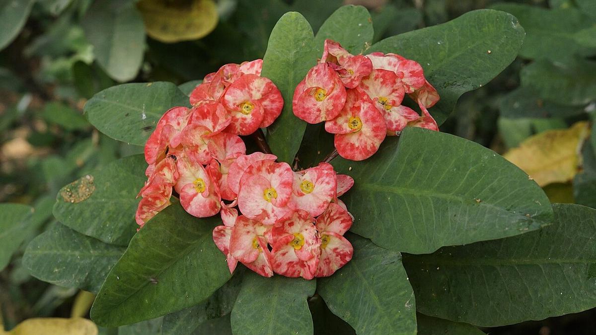 Euphorbia