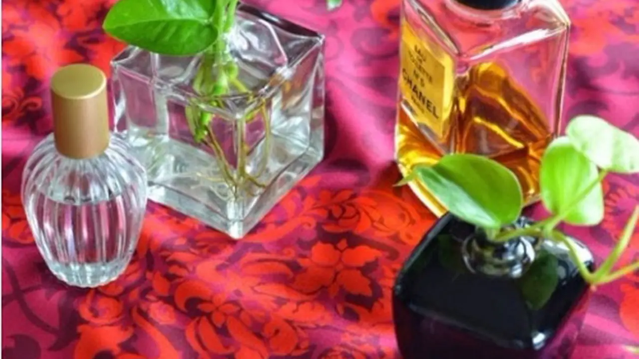 6 Trik Ubah Botol Parfume Kosong Jadi Interior Rumah yang Cantik
