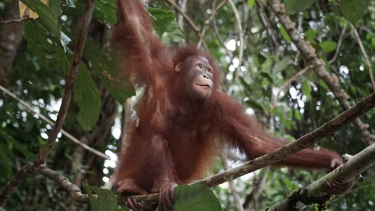 Orang Utan Artemis dan Gieke Pulang ke Hutan Taman Nasional Betung Kerihun, Sempat Sekolah Bertahun-tahun