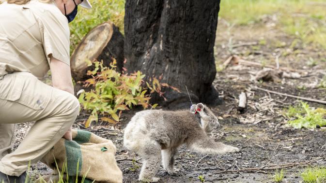 Leanne Wicker, dokter hewan senior Kebun Binatang Victoria, melepaskan seekor koala di kawasan East Gippsland, Australia, 6 Desember 2020. Sejumlah koala yang terluka parah akibat kebakaran hutan besar di Australia pada musim panas lalu akhirnya kembali ke alam liar. (Xinhua/Kebun Binatang Victoria)