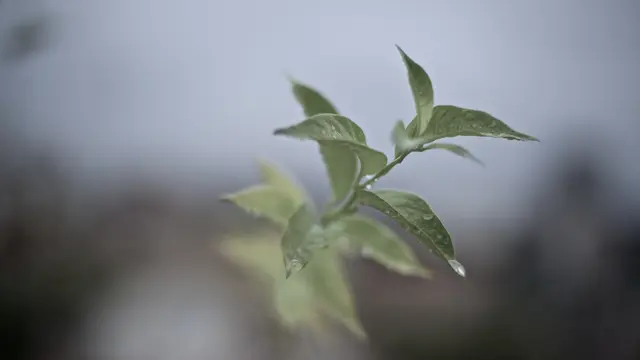 Aroma Wewangian Unisex dari Ekstrak Daun Teh hijau yang Menyegarkan Sekaligus Menenangkan