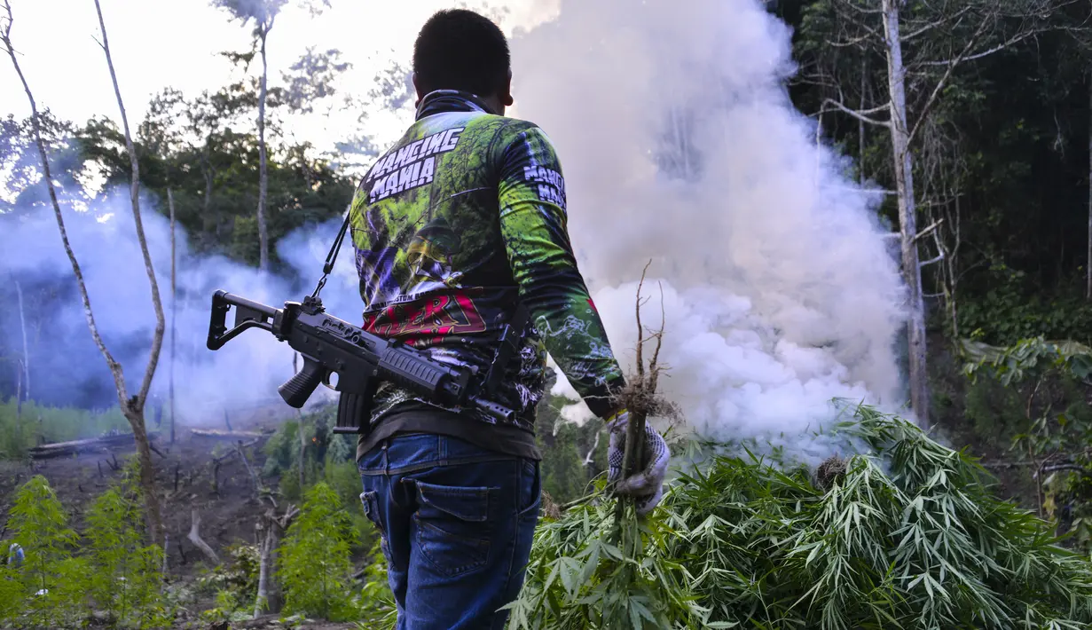 Personel kepolisian memusnahkan ladang ganja di kawasan hutan Montasik, Aceh Besar, Aceh, Rabu (6/3/2019). Polisi melakukan pemusnahan ribuan batang tanaman ganja dengan cara dicabut kemudian dibakar. (CHAIDEER MAHYUDDIN / AFP)