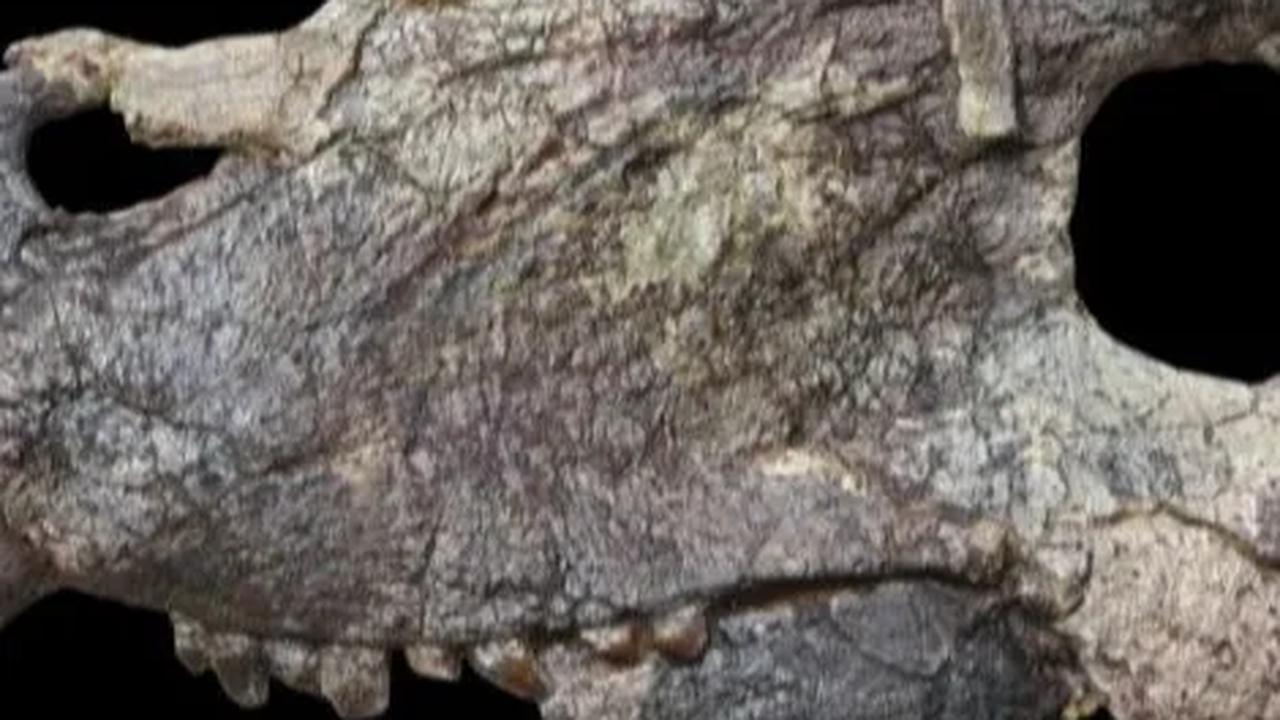 Alasannya karena rasio isotop oksigen dalam cangkang foraminifera bisa berubah karena komposisi air laut juga, bukan hanya karena suhu.&nbsp;